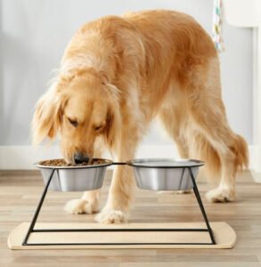 Why a 3 Bowl Elevated Dog Feeder Is Perfect for Fall Feeding Routines