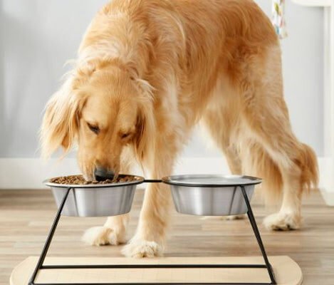 Why a 3 Bowl Elevated Dog Feeder Is Perfect for Fall Feeding Routines